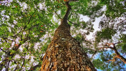 Low angle view of trees in forest