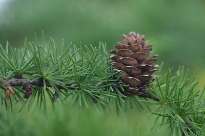 Close-up of pine cone on tree