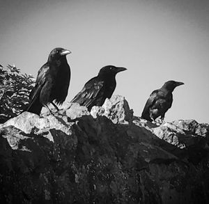 Low angle view of birds perching against clear sky