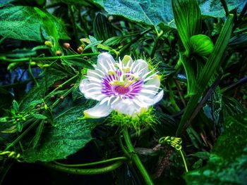 High angle view of flowers blooming outdoors