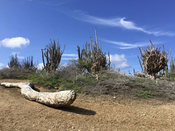 Dead tree on land against sky