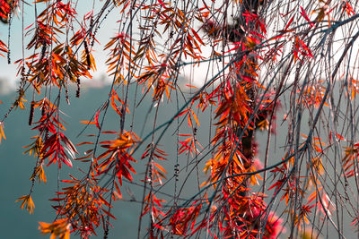 Low angle view of orange tree against sky during autumn