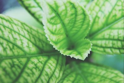 Close-up of green leaves