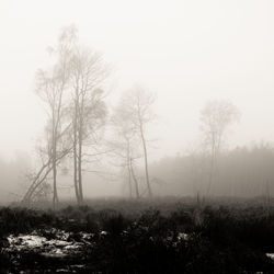 Bare trees on landscape against sky