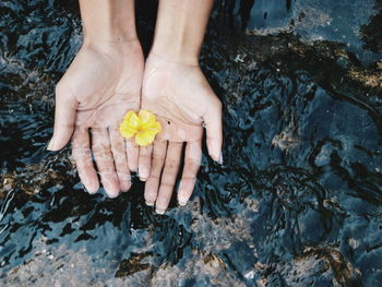 Cropped hands of woman with yellow flower in water