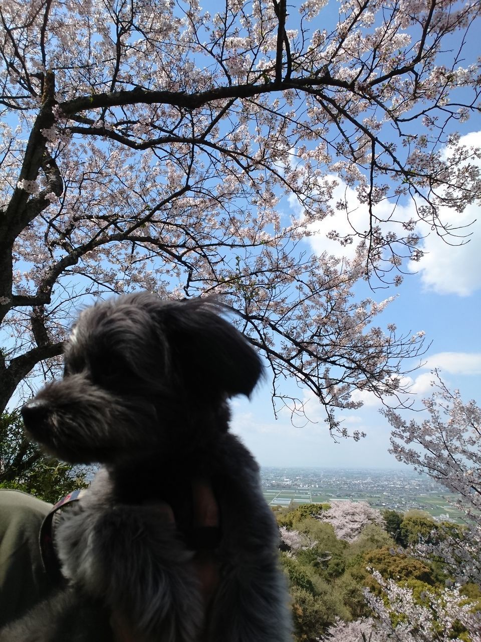 VIEW OF A DOG LOOKING AT TREE