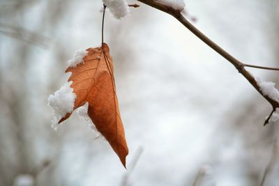 Close-up of dry leaves on snow