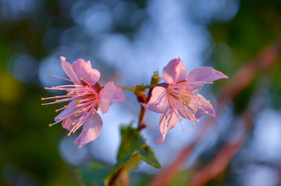 Close-up of fresh pink flower tree against sky
