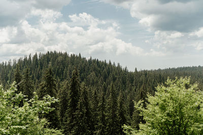 Pine trees in forest against sky