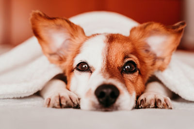 Close-up portrait of dog resting on bed