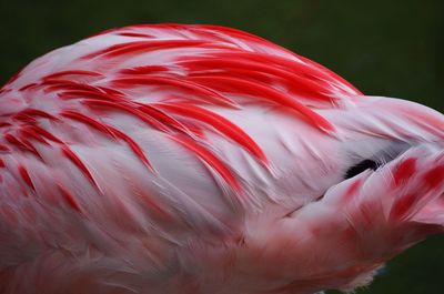 Close-up of red object