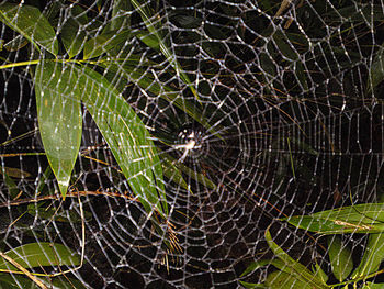 Close-up of spider web