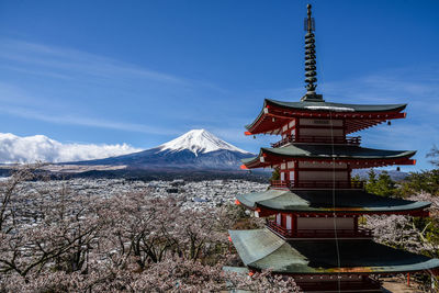 Mount fuji and cherry blossom