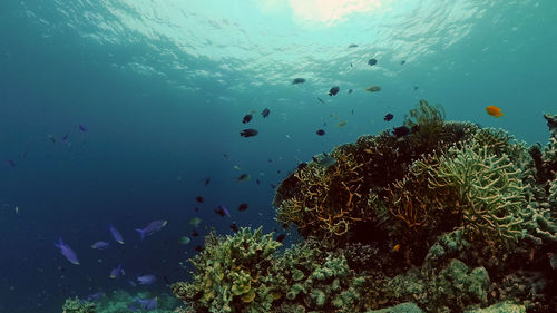 underwater