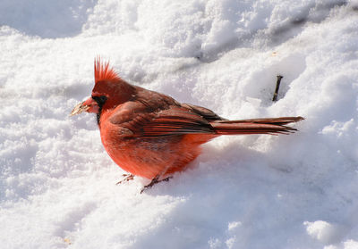 Bird perching on frozen ice