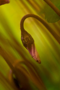 Close-up of lizard on plant