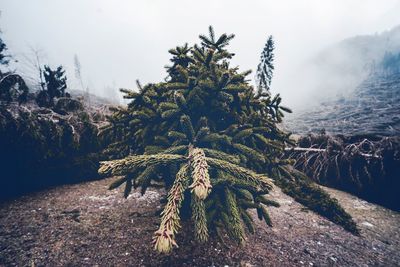 Close-up of pine tree