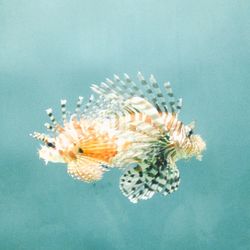 Close-up of jellyfish in sea