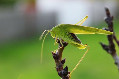 Close-up of grasshopper on stick