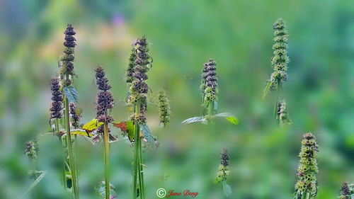 Close-up of plant growing on field