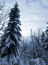 Low angle view of trees against sky during winter