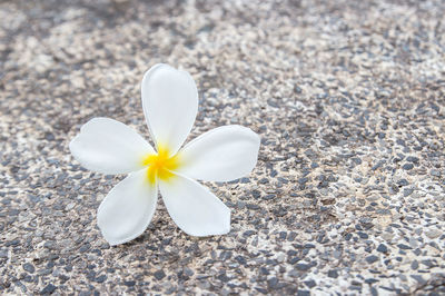 Close up fresh tropical plumeria flower on the floor