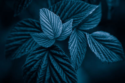 High angle close up of plant