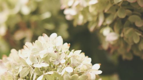 Close-up of white flowering plant