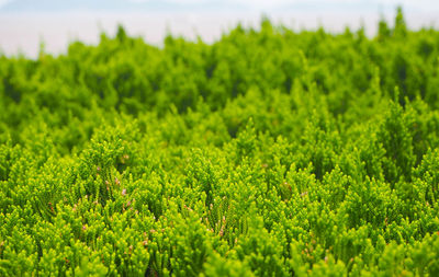 Close-up of fresh green plants on land