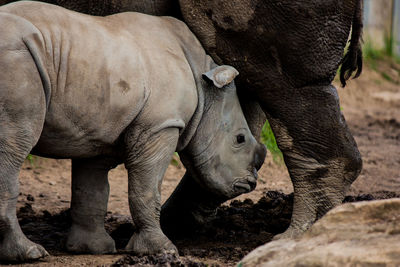 Close-up of baby rhino 