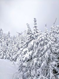 Low angle view of snow covered trees against sky