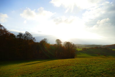 Trees on field against sky