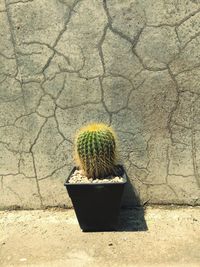 High angle view of succulent plant on wall