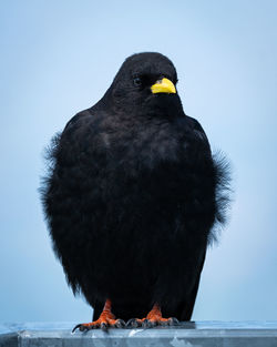 Close-up of bird perching on snow