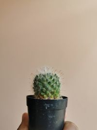 Close-up of hand holding potted plant against white background