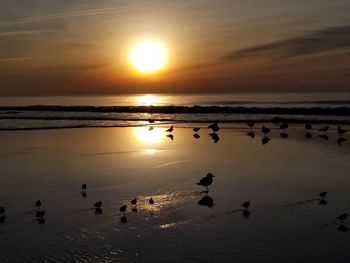 Silhouette birds swimming in sea at sunset