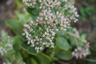 Close-up of flowers