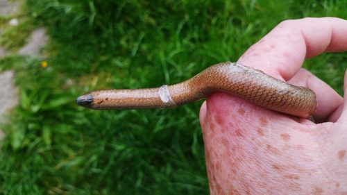 Cropped image of person holding snake against field