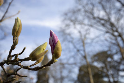 Low angle view of flowering plant against trees