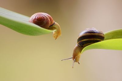 Close-up of snails on leaves