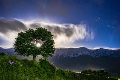 Tree on mountain against sky during sunset