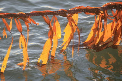 Close-up of sea against orange sky