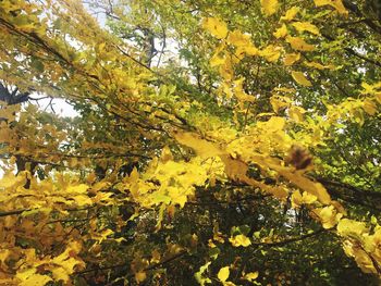 Low angle view of yellow flower tree