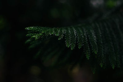 Close-up of fern leaves on tree