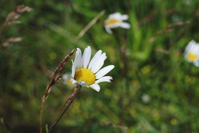 Close-up of white daisy flower