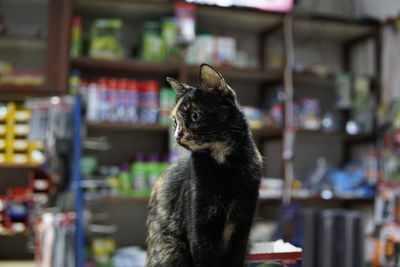 Close-up of a cat looking away