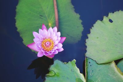 High angle view of lotus water lily