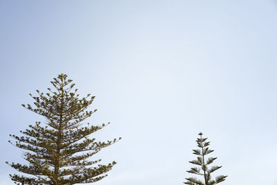 Low angle view of tree against clear sky