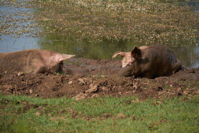 Pigs bathing in the mud