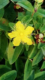 Close-up of yellow flowers